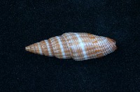 藏品(蛹筆螺)的圖片